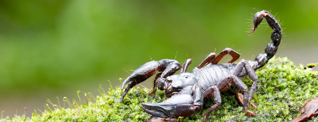 İstanbul Akrep İlaçlama 2 İstanbul Akrep İlaçlama – Akrep Tehlikesine Karşı Etkili Çözüm