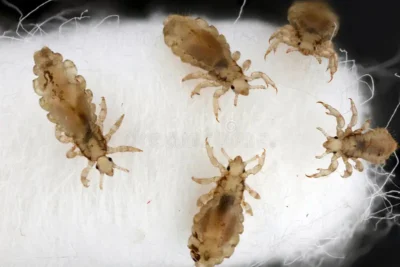 Evdeki Bit Problemini Nasıl Fark Edersiniz? Belirtiler ve Erken Tanı