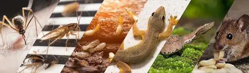 İstanbul Böcek İlaçlama 2 İstanbul Böcek İlaçlama