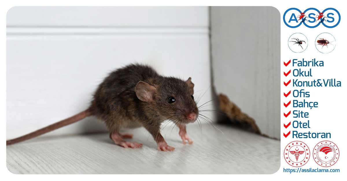 Profesyonel Fare İlaçlama ve Rodent Kontrol Hizmeti