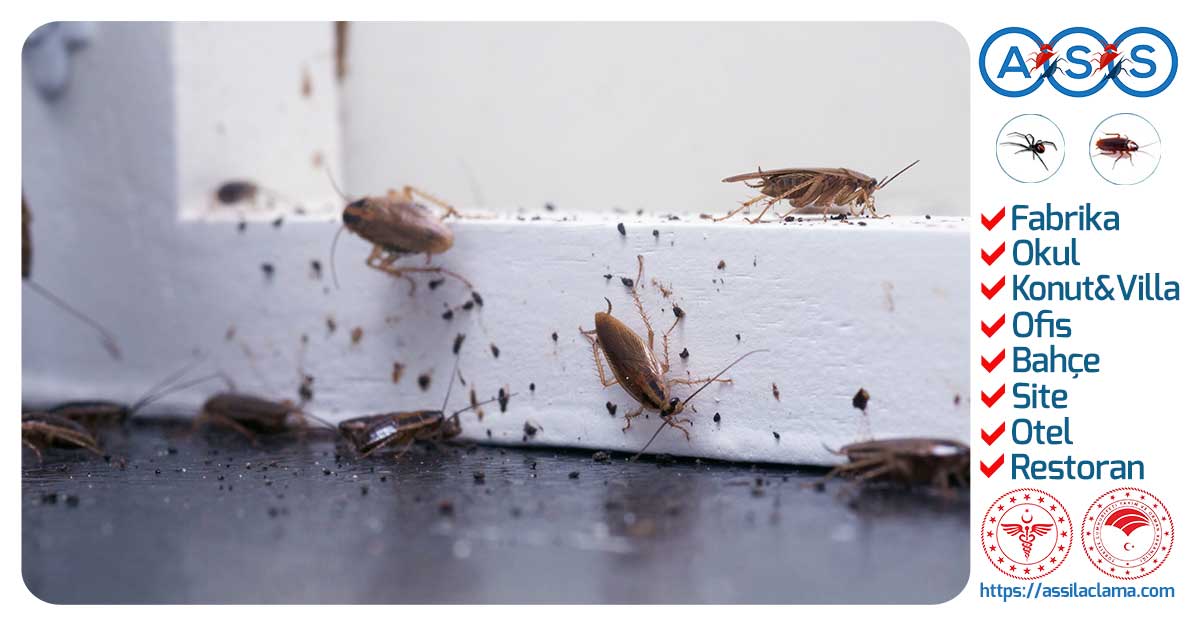 İstanbul Hamamböceği İlaçlama – Profesyonel Jel ve ULV Çözümleri