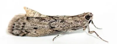 Modern Güve İle Mücadele Yöntemleri