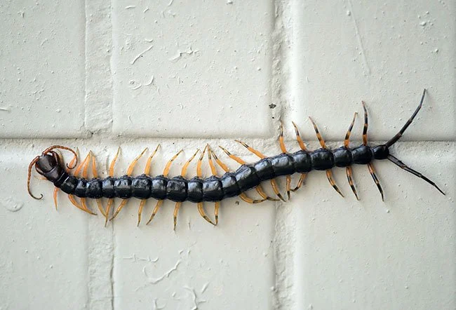 İstanbul Kırkayak İlaçlama 2 İstanbul Kırkayak İlaçlama